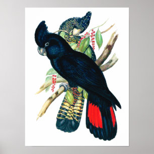 Red tailed, Black (Banksian) Cockatoos. Poster