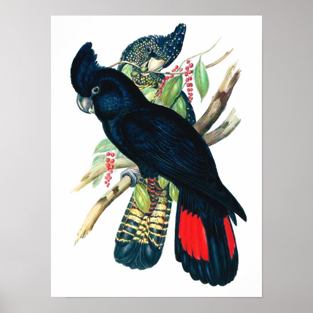 Red tailed, Black (Banksian) Cockatoos. Poster (Front)