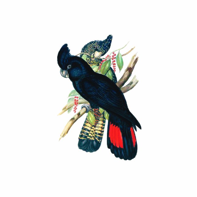 Red tailed, Black (Banksian) Cockatoos. Standing Photo Sculpture (Front)