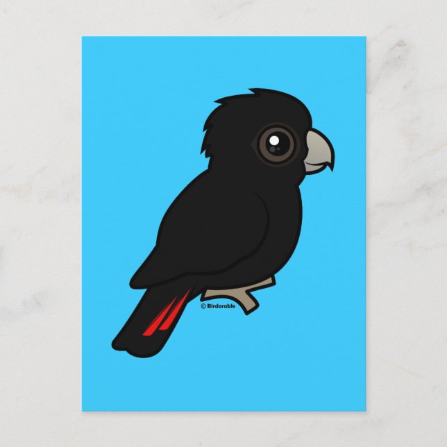 Red-tailed Black Cockatoo Postcard (Front)