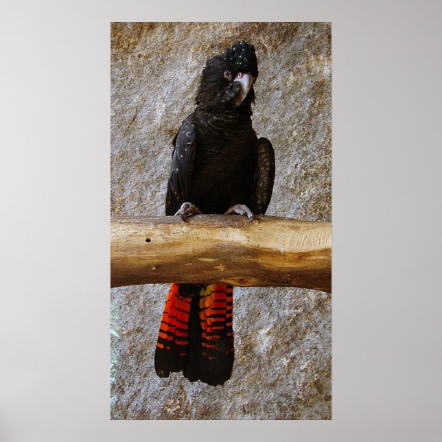 Red Tailed Black Cockatoo Poster (Front)