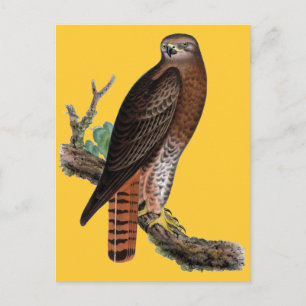 Red-tailed Black Hawk Postcard
