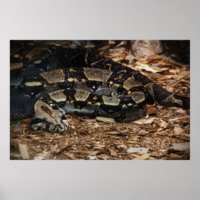 Red Tailed Boa Poster (Front)