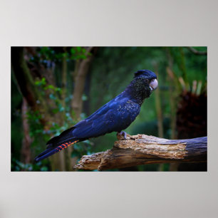 Red-tailed cockatoo bird poster