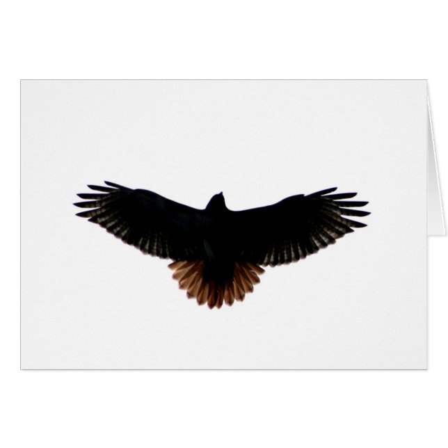 Red-tailed Hawk (Front Horizontal)