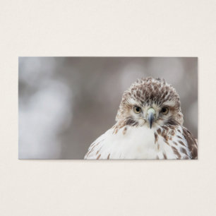 Red Tailed Hawk