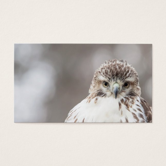 Red Tailed Hawk (Front)