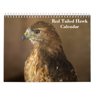 Red Tailed Hawk 2025 Calendar