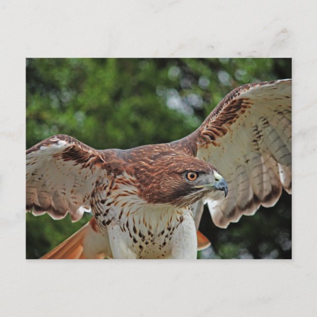 Red-Tailed Hawk 2 postcard (Front)