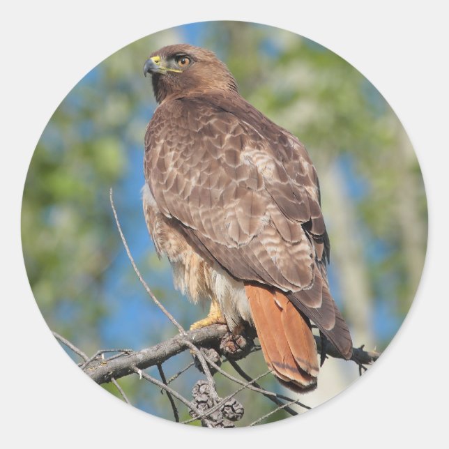 Red-tailed Hawk 3 Sticker (Front)