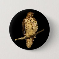 Red Tailed Hawk