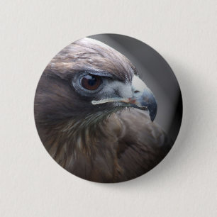 Red-tailed Hawk 6 Cm Round Badge