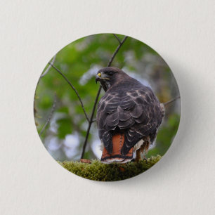 Red-Tailed Hawk 6 Cm Round Badge