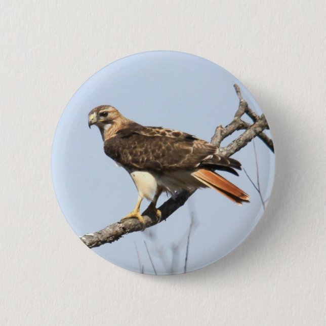 Red-tailed Hawk 6 Cm Round Badge (Front)