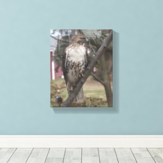 Red-tailed Hawk 8" x 10" Canvas Print (Insitu(Wood Floor))