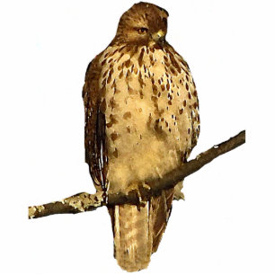 Red Tailed Hawk Acrylic Sculpture Photo Sculpture Key Ring