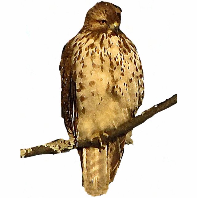 Red Tailed Hawk Acrylic Sculpture Photo Sculpture Key Ring (Front)