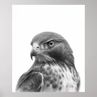 Red Tailed Hawk Bird Portrait  Black white 