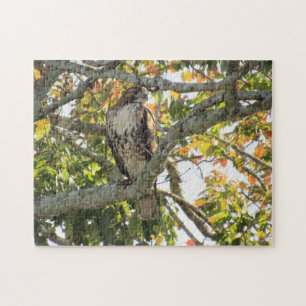Red-Tailed Hawk - Birds of Prey Jigsaw Puzzle