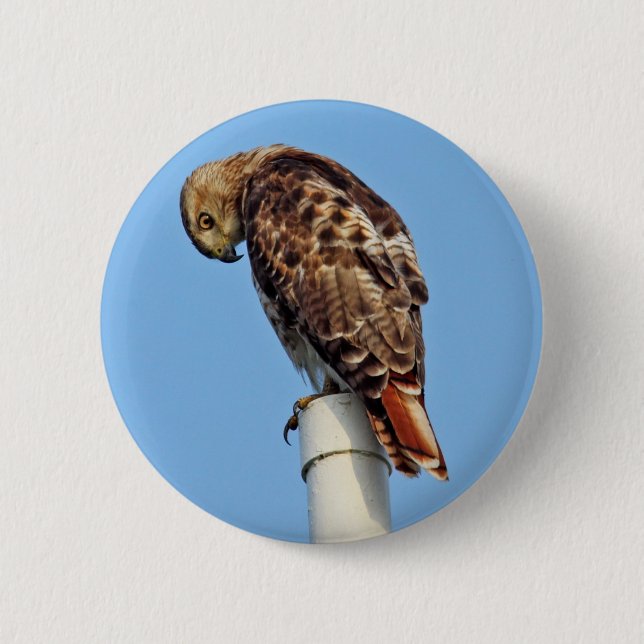 Red-Tailed Hawk Button (Front)