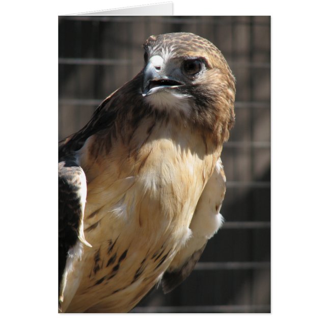 Red-tailed Hawk/Buzzard (Front)