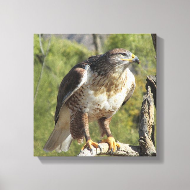 Red Tailed Hawk Canvas Print (Front)