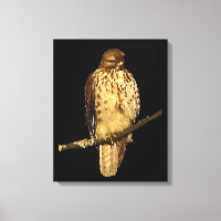Red Tailed Hawk