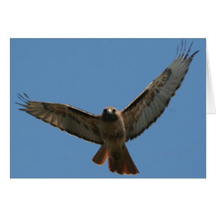 Red Tailed Hawk Card