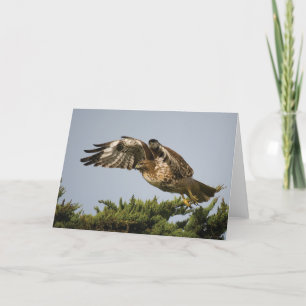 Red-tailed Hawk Card