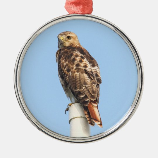 Hawk Christmas Ornament 