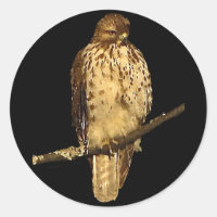 Red Tailed Hawk