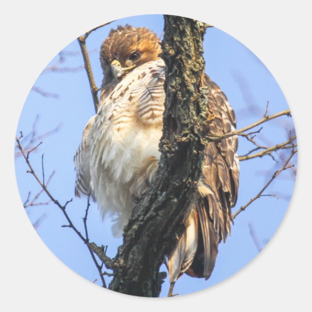 Red-tailed Hawk Classic Round Sticker (Front)