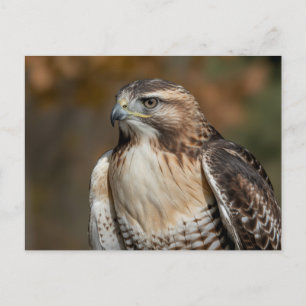 Red-tailed hawk closeup postcard
