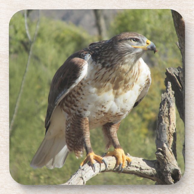 Red Tailed Hawk Coasters (Front)