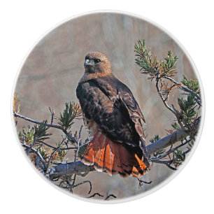 Red-tailed Hawk Custom Ceramic Knob
