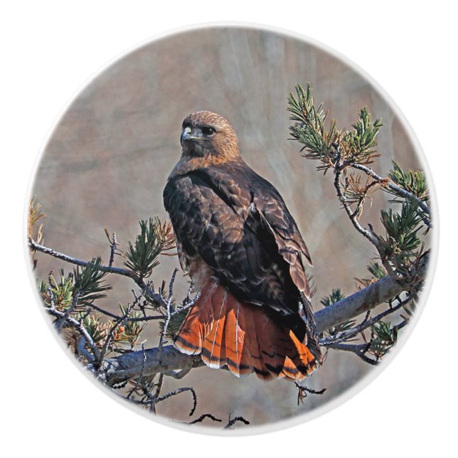 Red-tailed Hawk Custom Ceramic Knob (Front)
