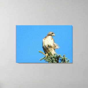 Red Tailed Hawk Free in the Wind Canvas Print