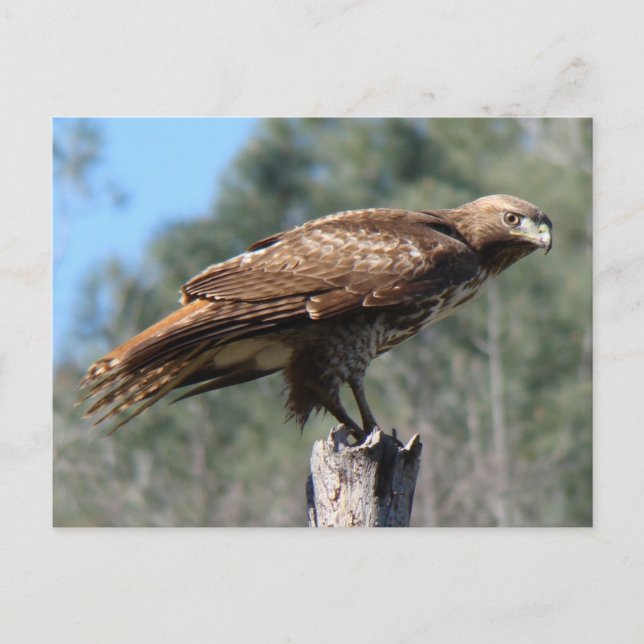 Red-tailed Hawk gaze Postcard (Front)