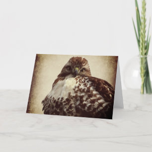 Red-tailed Hawk Greeting Card
