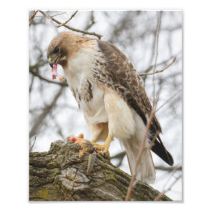 Red-tailed Hawk Hunting Photo Print