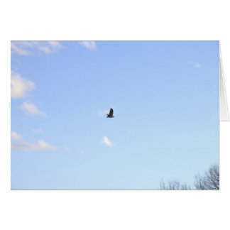 Red Tailed Hawk In Flight Card