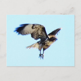 Red-tailed Hawk in Flight Custom Postcard