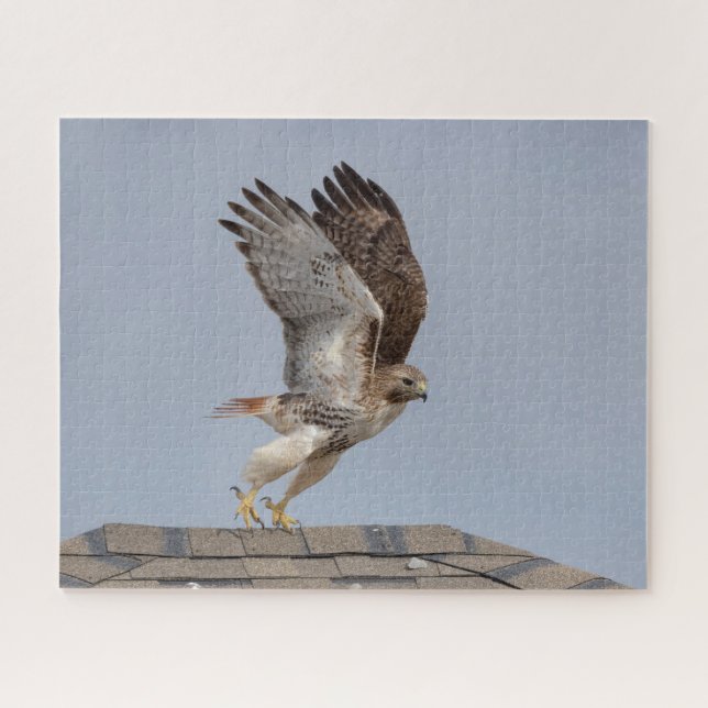 Red-tailed hawk in flight jigsaw puzzle (Horizontal)