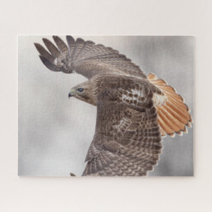 Red-tailed hawk in flight jigsaw puzzle