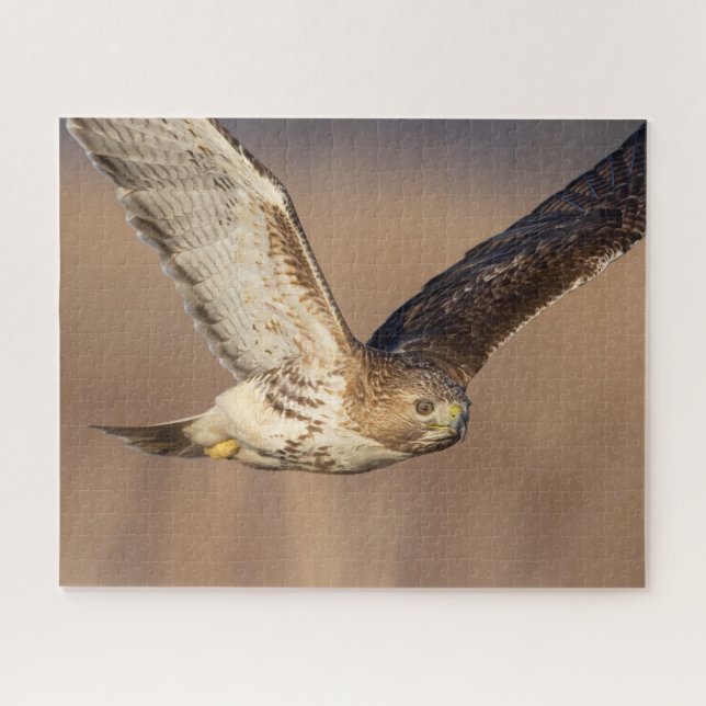 Red-tailed hawk in flight jigsaw puzzle (Horizontal)