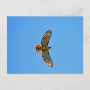 Red-Tailed Hawk in Flight Postcard