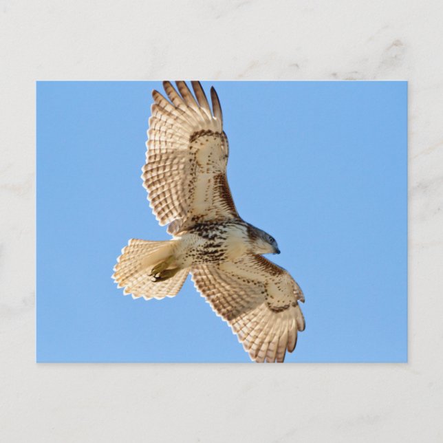 Red Tailed Hawk in flight Postcard (Front)