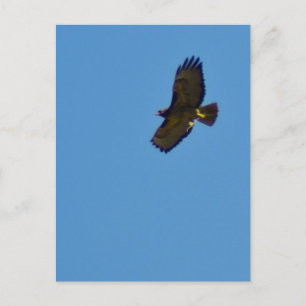 Red Tailed Hawk in Flight Postcard
