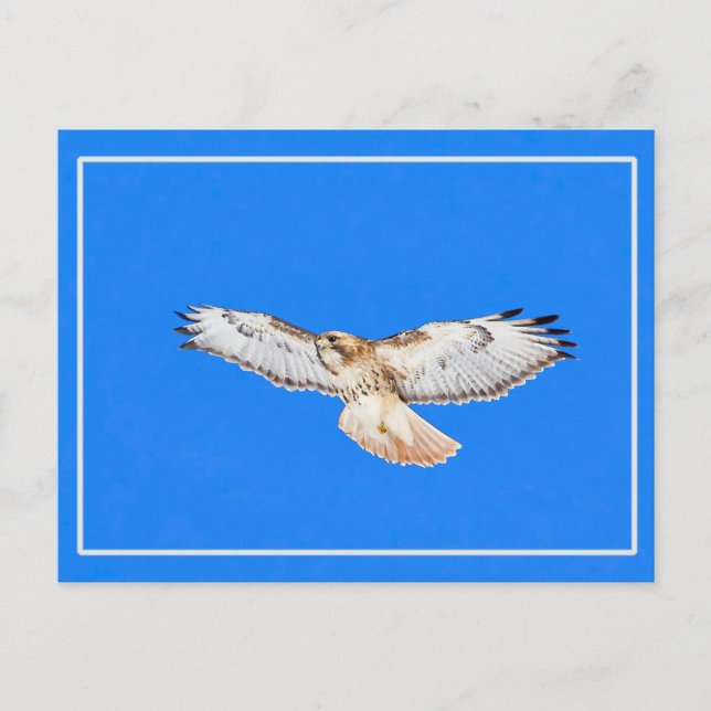 Red Tailed Hawk In Flight Postcard (Front)
