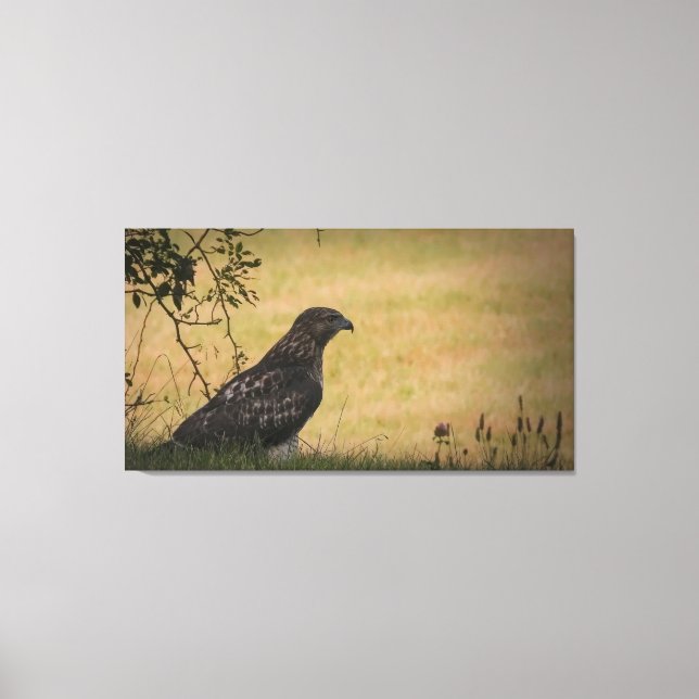 Red Tailed Hawk in Grass Canvas Print (Front)